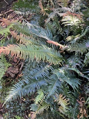 Blechnum punctulatum