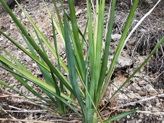 Yucca
