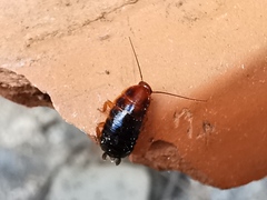 Loboptera
