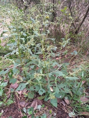 Sigesbeckia jorullensis