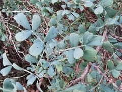 Coronilla