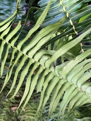 Blechnum punctulatum