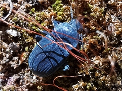 Tenebrionoidea
