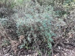 Coronilla