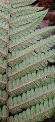 Dryopteris affinis borreri