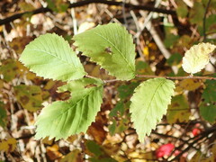 Ulmus minor