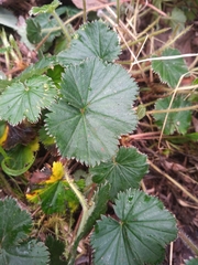 Alchemilla orbiculata
