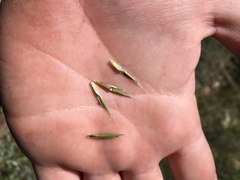 Schizachyrium cirratum