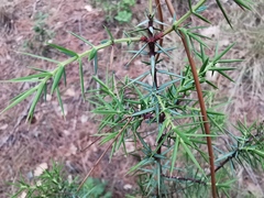 Juniperus oxycedrus