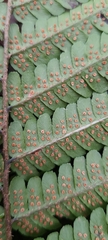 Dryopteris affinis borreri