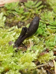 Geoglossum umbratile