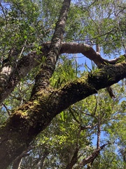 Polypodiaceae