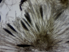 Geoglossum umbratile