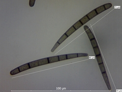 Geoglossum umbratile