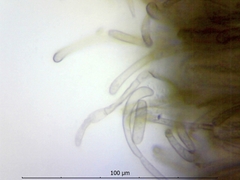 Geoglossum umbratile