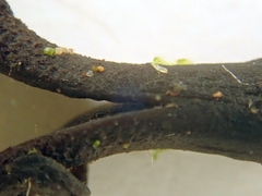 Geoglossum umbratile