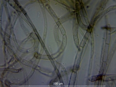 Geoglossum umbratile