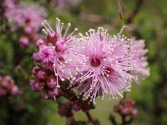 Kunzea parvifolia