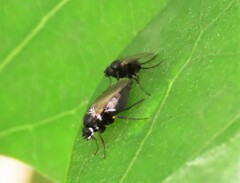 Phorinae