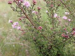 Kunzea parvifolia
