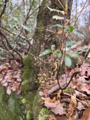 Xanthorhiza simplicissima