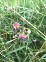 Lathyrus sylvestris