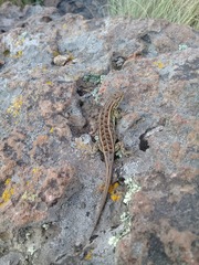 Sceloporus scalaris
