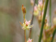 Juncus remotiflorus