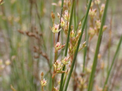 Juncus remotiflorus
