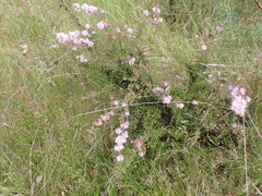 Kunzea parvifolia