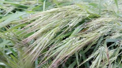 Bromus tectorum