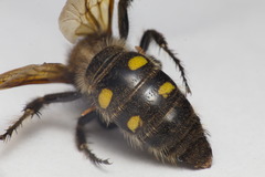 Campsomerinae