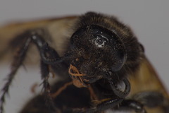 Campsomerinae