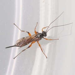 Pimplinae