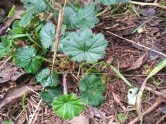Alchemilla orbiculata