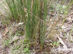 Juncus remotiflorus