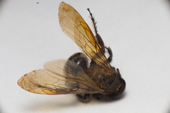 Campsomerinae