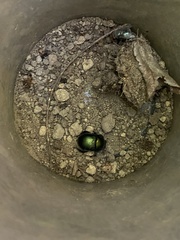 Geotrupidae