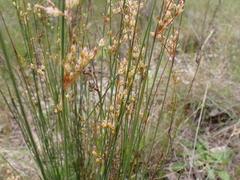 Juncus remotiflorus