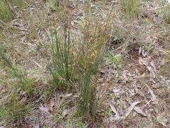 Juncus remotiflorus