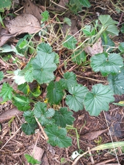 Alchemilla orbiculata