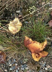 Chalciporus rubinellus