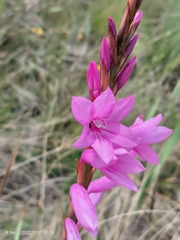 Watsonia densiflora
