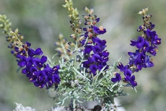 Psorothamnus arborescens minutifolius