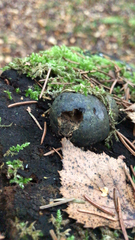 Daldinia concentrica