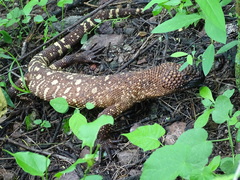 Heloderma horridum