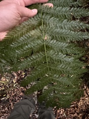 Leptopteris hymenophylloides