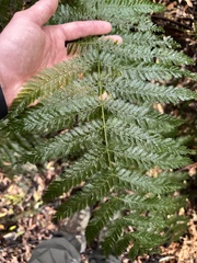 Leptopteris hymenophylloides