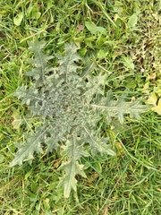 Cirsium vulgare