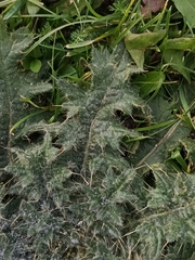 Cirsium vulgare